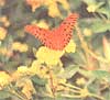 Gulf Fritillary, a north Florida butterfly, drinks nectar from a lantana plant.